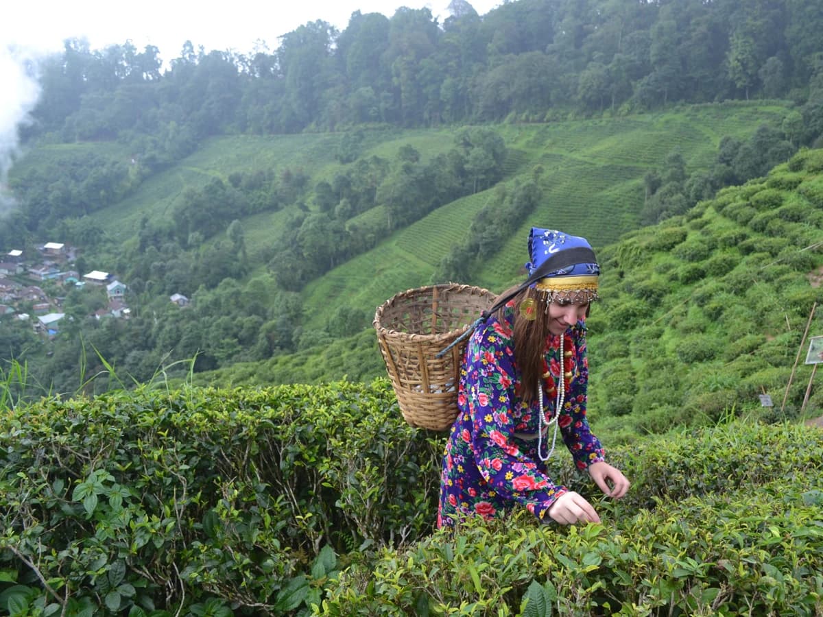The Queen of Hills , Darjeeling Tour Package