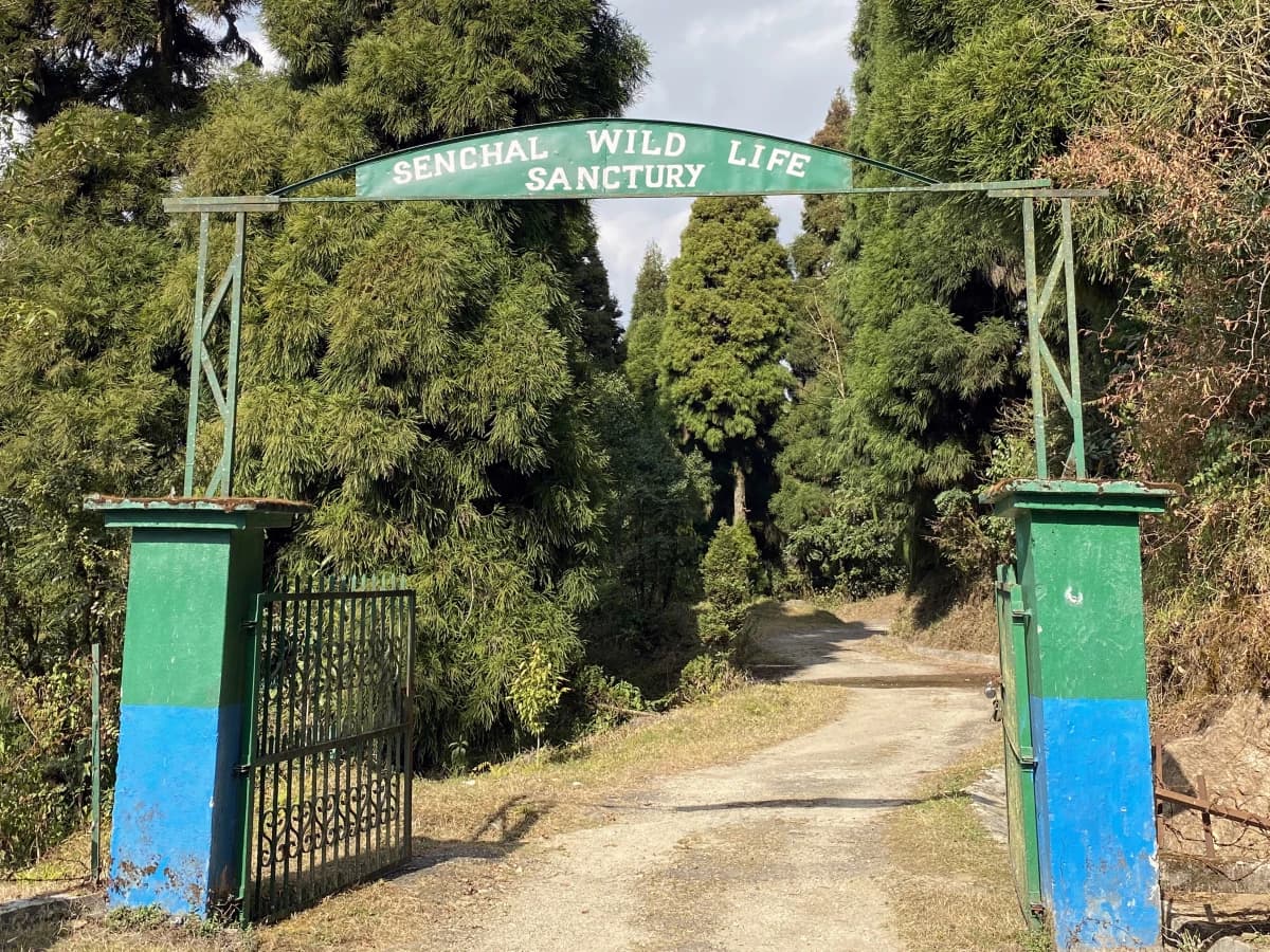 Darjeeling Senchal Wildlife Sanctuary Sonada Hike - 1 Day