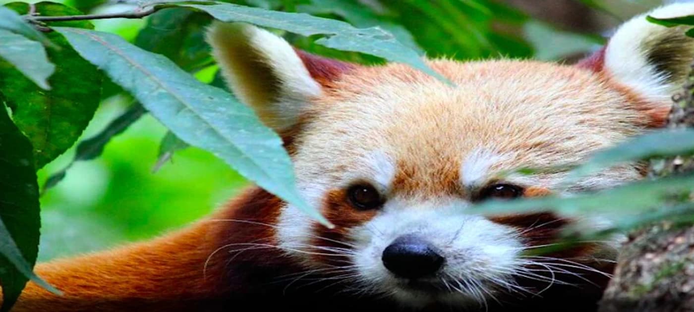 Himalayan Zoological Park & Himalayan Mountaineering Institute