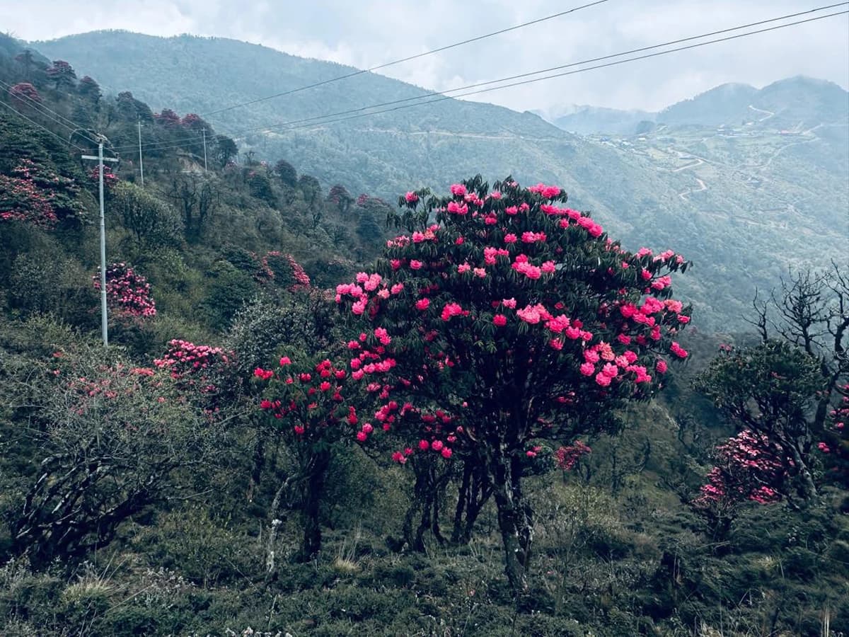 Sandakphu Jeep Safari Package - 2 Days