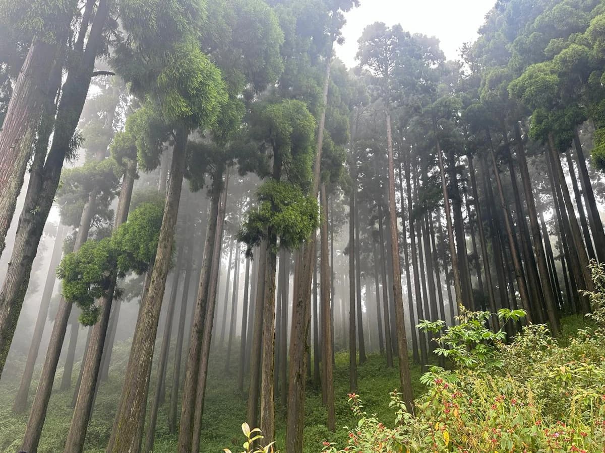 White Orchid Trail Day Hike in Kurseong