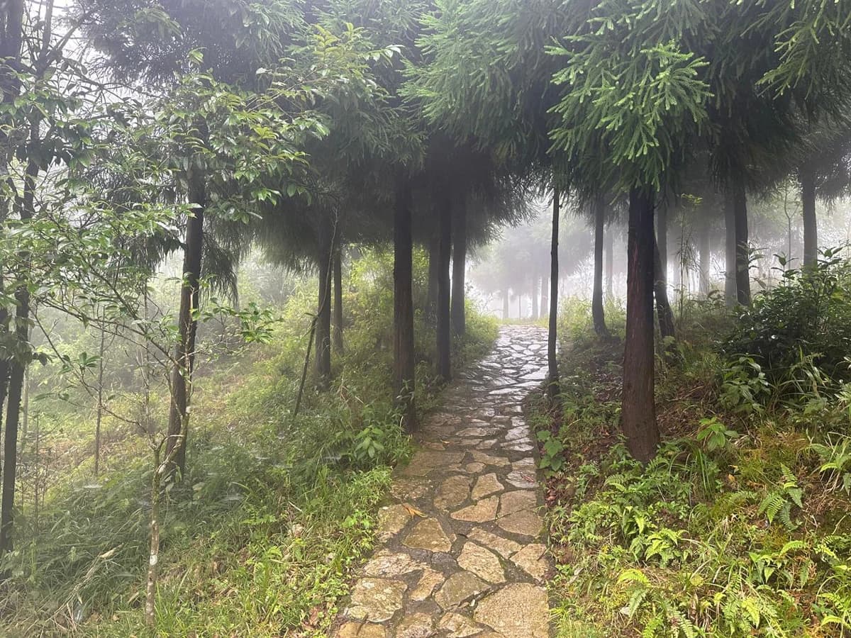 White Orchid Trail Day Hike in Kurseong