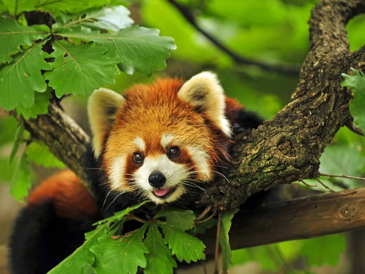 Darjeeling Full Day Sightseeing Tour