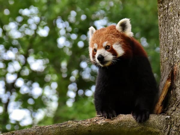 Redpanda