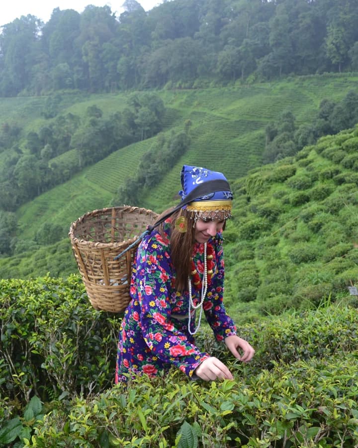 Darjeeling Tea Gardens: A Must-Visit Experience in the Queen of Hills