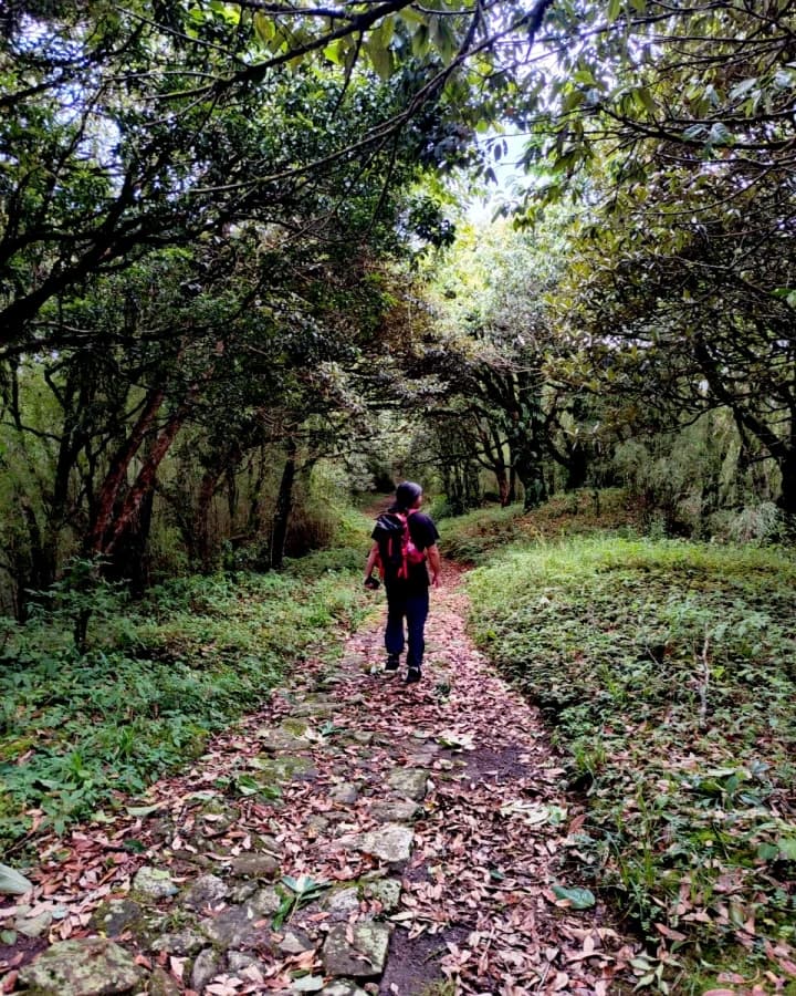 Forest Walk during the Tonglu Trek