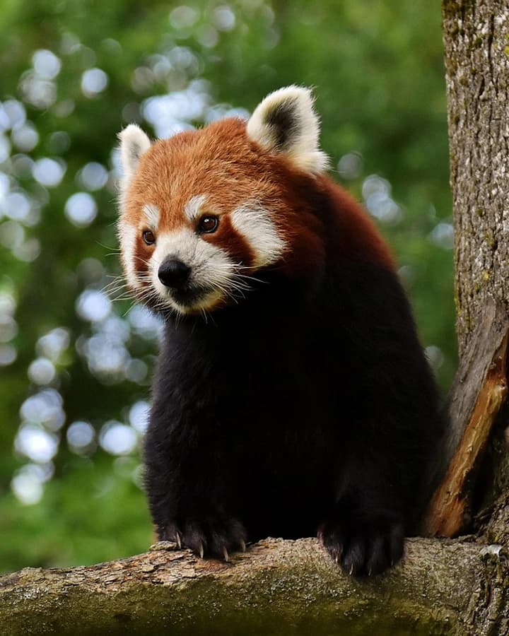 Himalayan Zoological Park Darjeeling