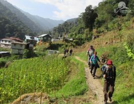 On the trails of Timburey village